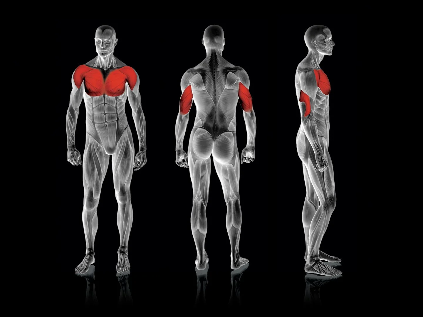 Rogers Athletic - Vertical Chest Press Pro | Pendulum - Image 3