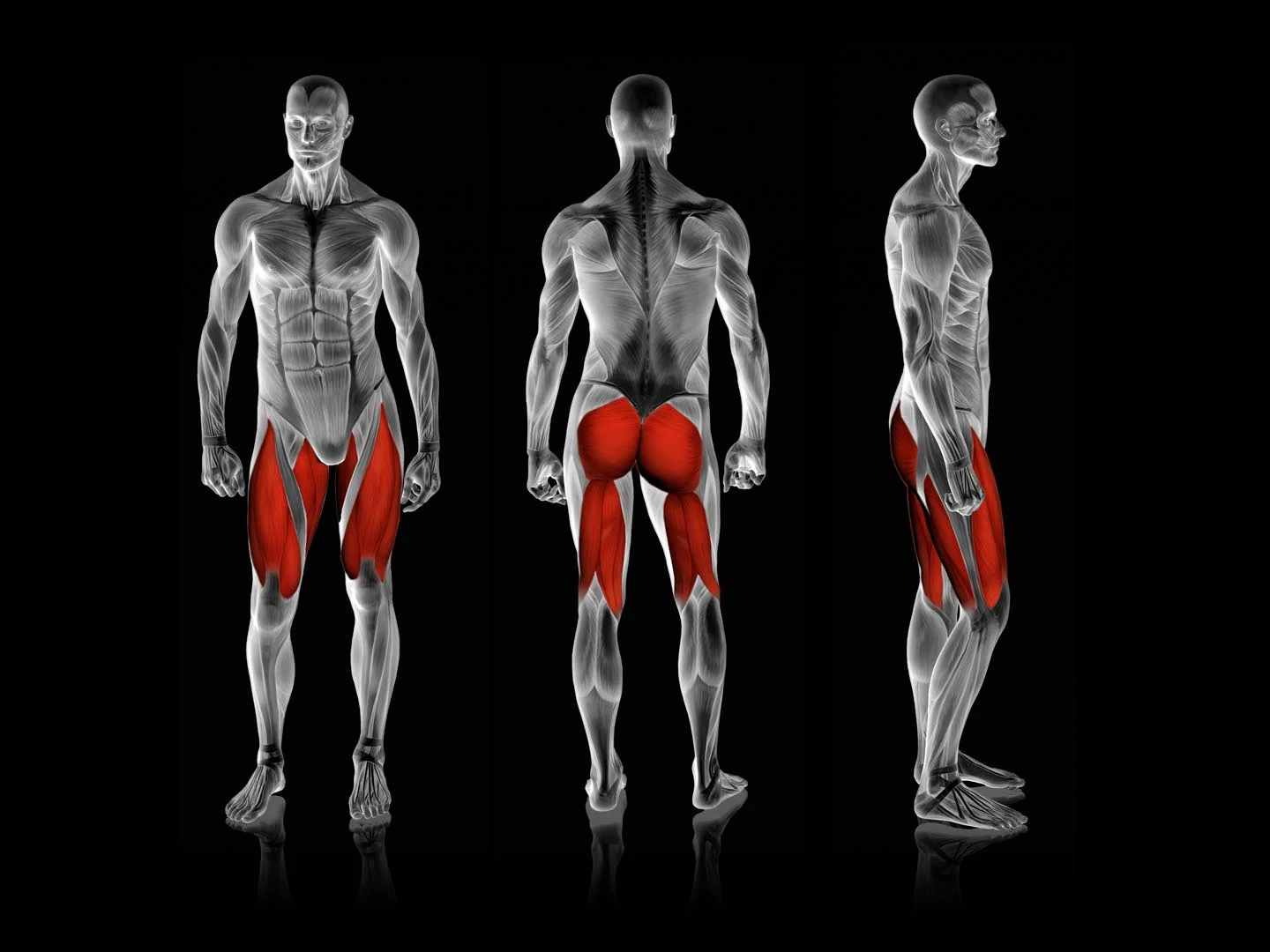 Rogers Athletic - Seated Squat Pro | Pendulum - Image 3