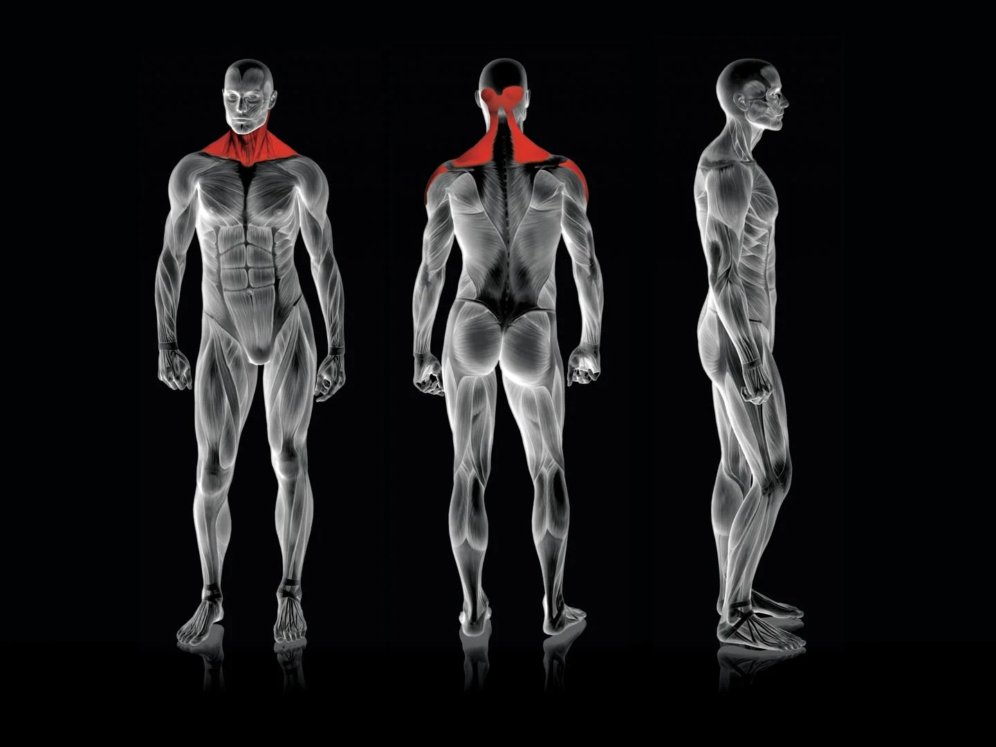 Rogers Athletic - 5-Way Neck | Pendulum - Image 3