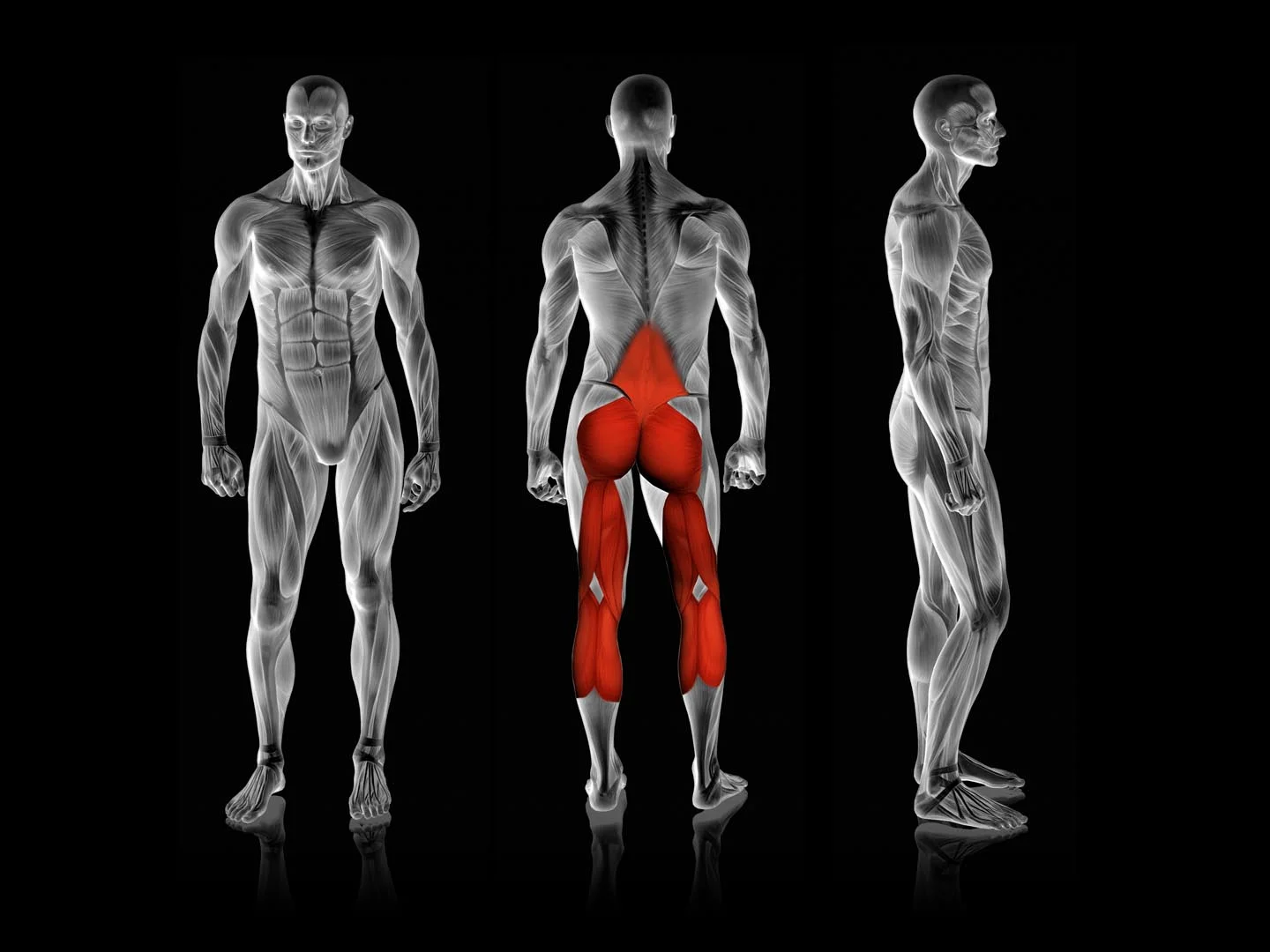 Rogers Athletic - Glute Ham | Pendulum - Image 16