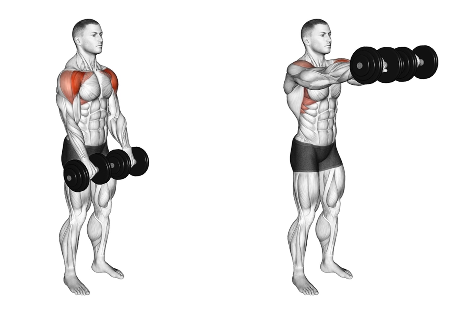 Dumbbell Forward Raise Guide
